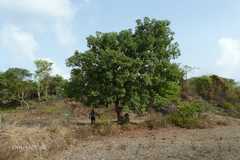 Madhuca longifolia var. latifolia